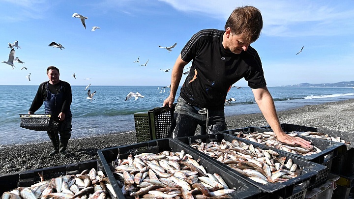 ВАРПЭ оценило перспективы возобновления промысла сайры в России