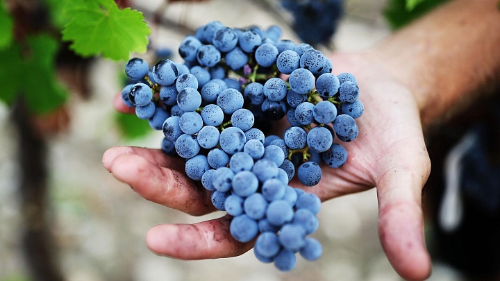 В РАН рассказали, сколько времени уходит на производство бутылки вина